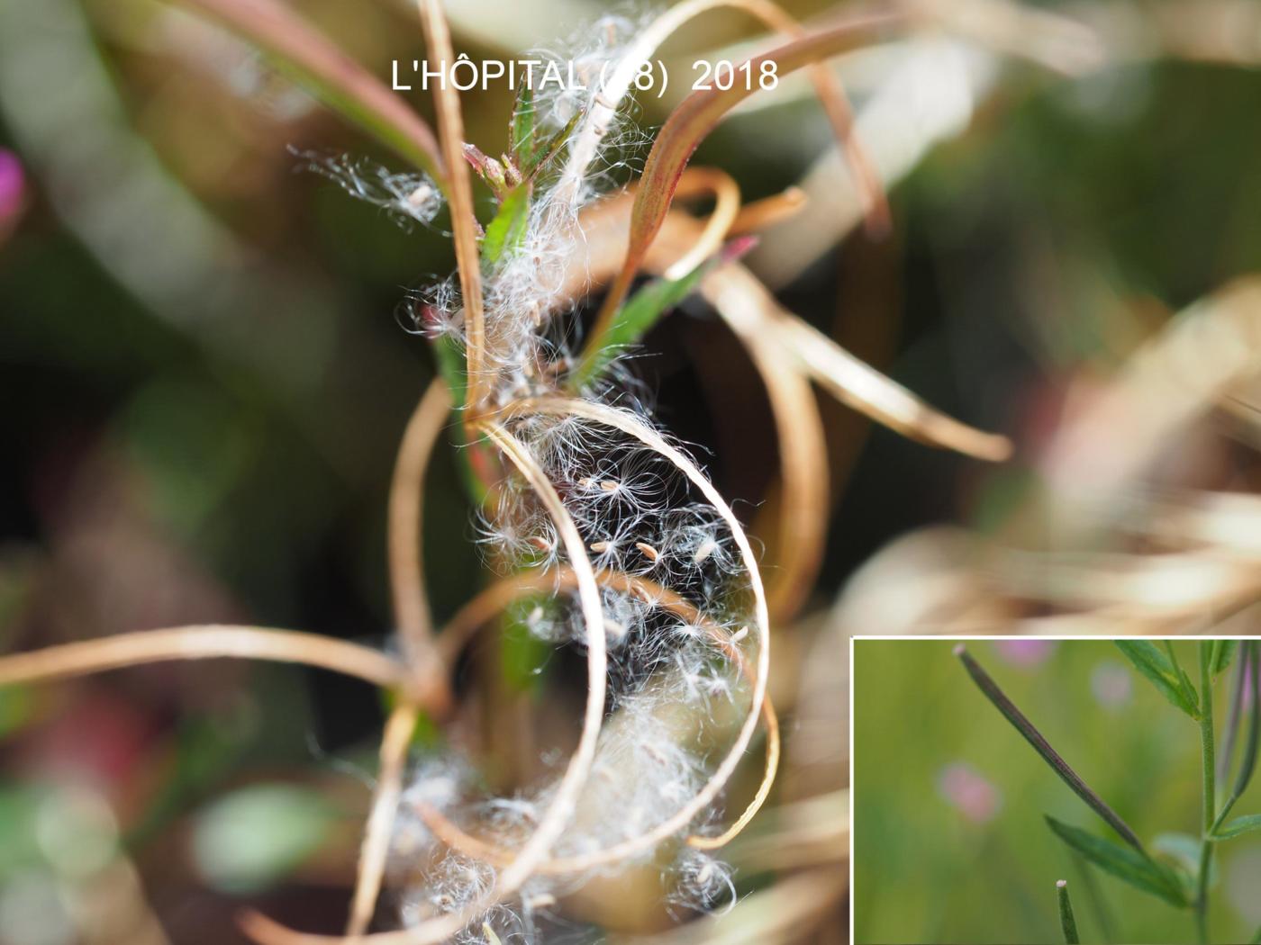 Willow-herb, Short-fruited fruit